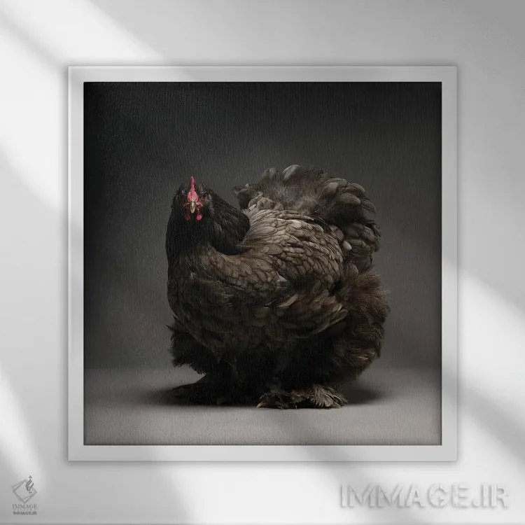 تابلو کوشین (نژاد مرغ) اثر چیکن (اثر هنری با لحن شوخ) - نمای قابدار سفید