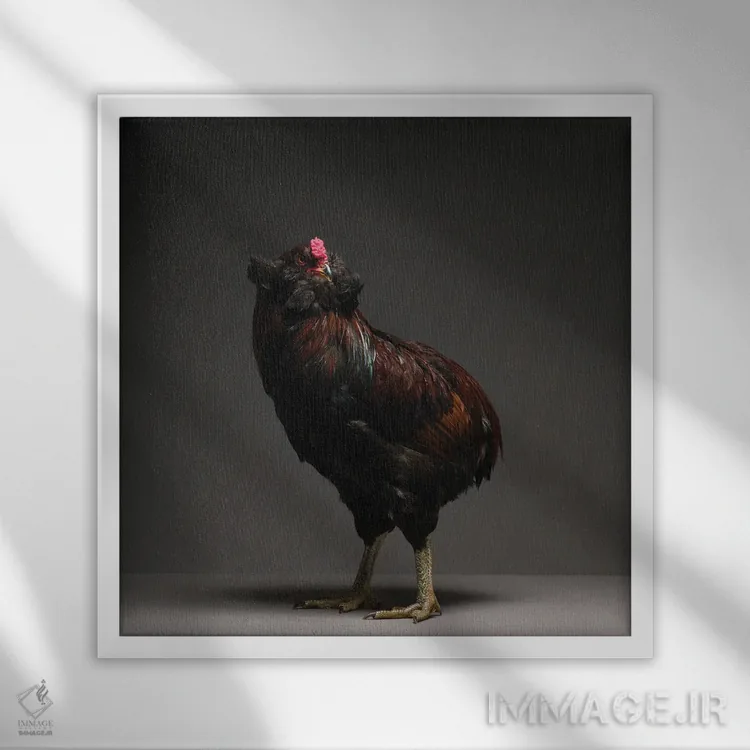 تابلو آروکانا (نژاد مرغ) اثر چیکن (اثر هنری با لحن شوخ) - نمای قابدار سفید