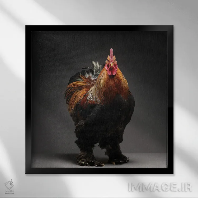 تابلو کوشین (نژاد مرغ) اثر چیکن (اثر هنری با لحن شوخ) - نمای قابدار مشکی