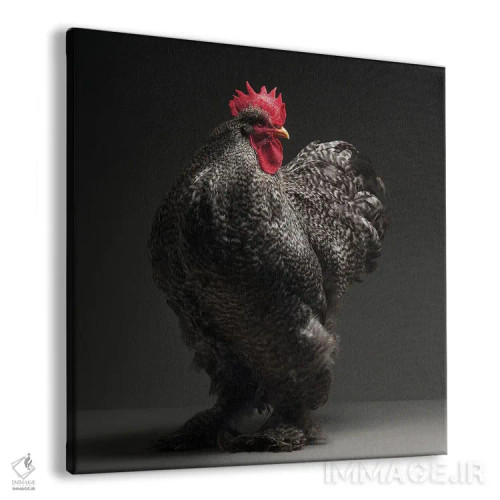تابلو کوشین (نژاد مرغ) اثر چیکن (اثر هنری با لحن شوخ) - نمای پرسپکتیو محصول