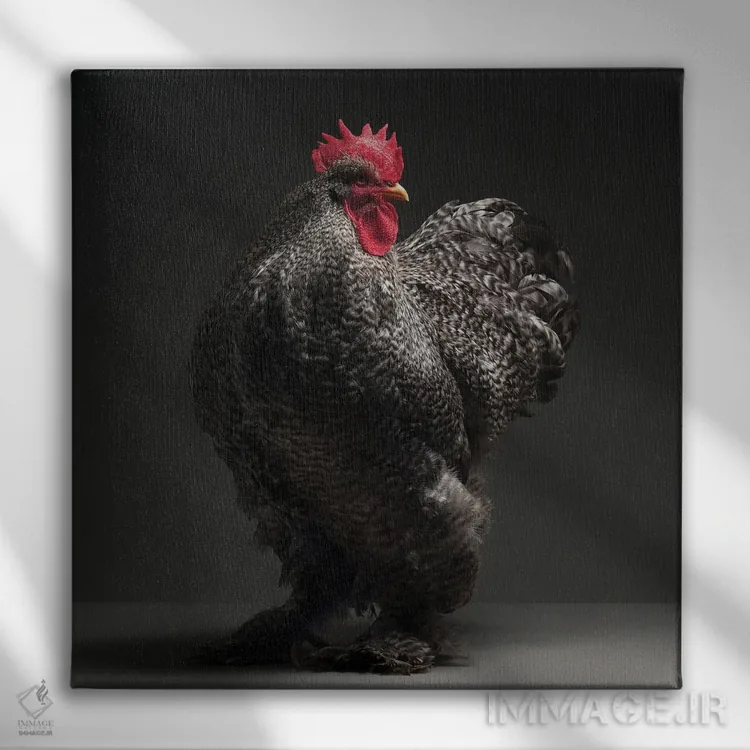 تابلو کوشین (نژاد مرغ) اثر چیکن (اثر هنری با لحن شوخ) - نمای روبهرو روی دیوار