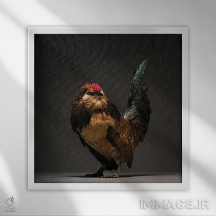 تابلو باربو واترمیل (نژاد مرغ) اثر چیکن (اثر هنری با لحن شوخ) - نمای قابدار سفید