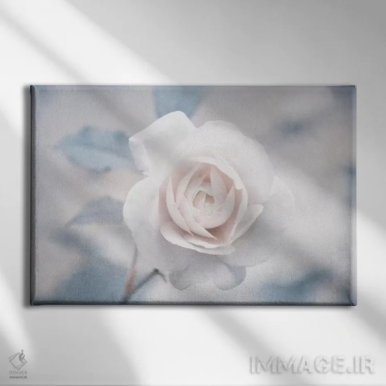 تابلو رز سفید I اثر کلودیا دروسرت - نمای روبهرو روی دیوار