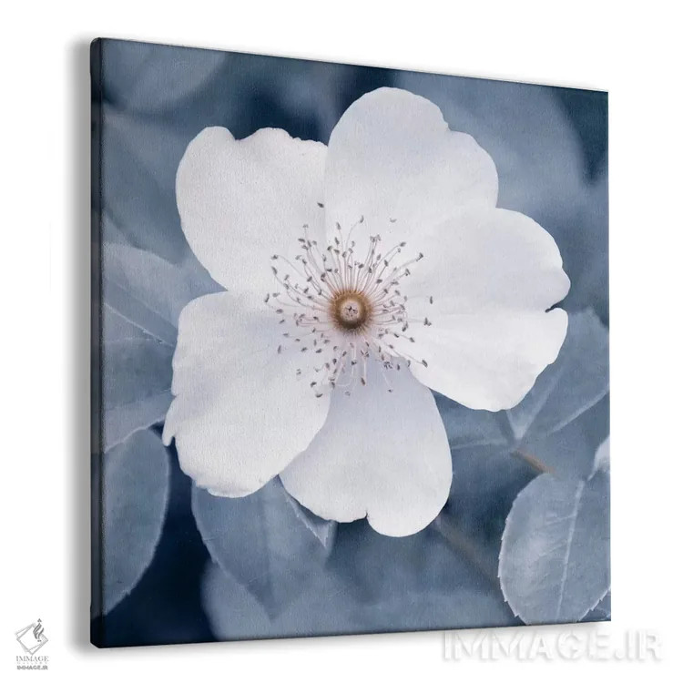 تابلو رز سفید II اثر کلودیا دروسرت - نمای پرسپکتیو محصول