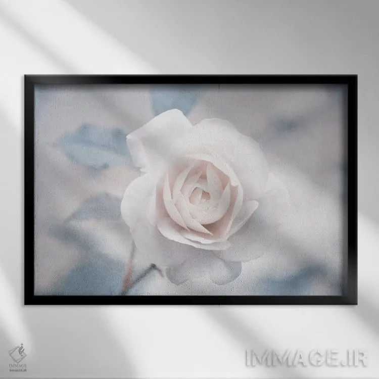 تابلو رز سفید I اثر کلودیا دروسرت - نمای قابدار مشکی