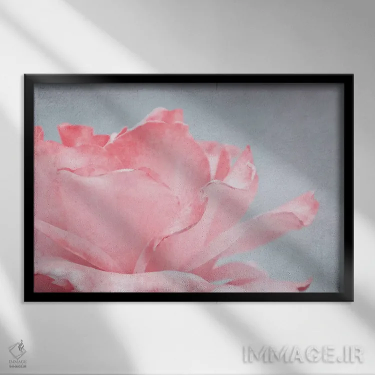 تابلو رز صورتی اثر کلودیا دروسرت - نمای قابدار مشکی