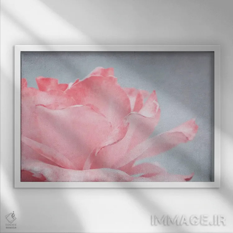 تابلو رز صورتی اثر کلودیا دروسرت - نمای قابدار سفید
