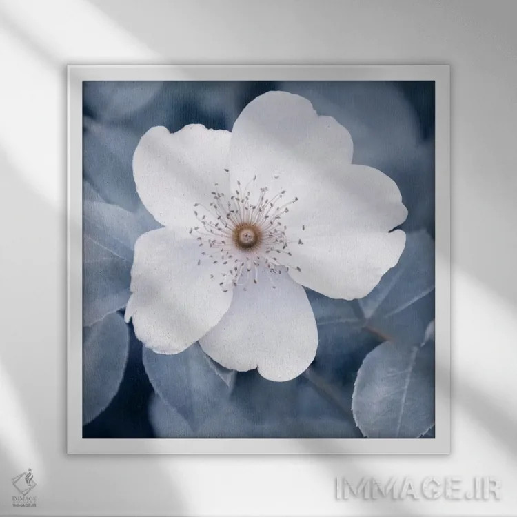 تابلو رز سفید II اثر کلودیا دروسرت - نمای قابدار سفید
