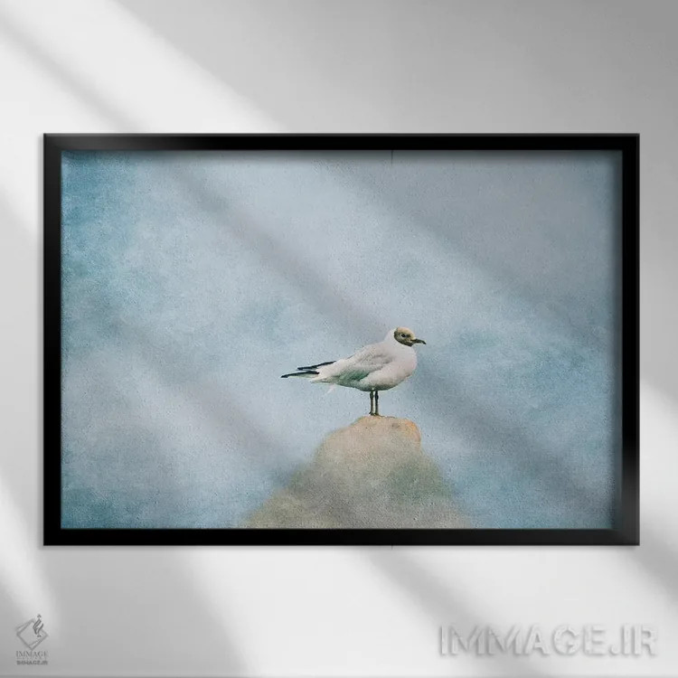 تابلو مرغ دریایی اثر کلودیا دروسرت - نمای قابدار مشکی
