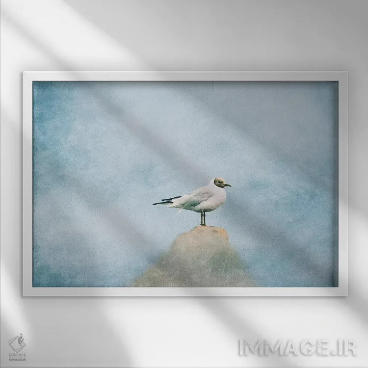 تابلو مرغ دریایی اثر کلودیا دروسرت - نمای قابدار سفید