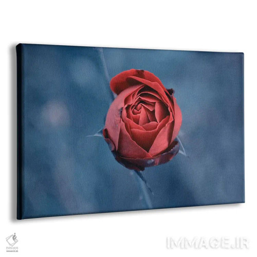تابلو رز قرمز اثر کلودیا دروسرت - نمای پرسپکتیو محصول