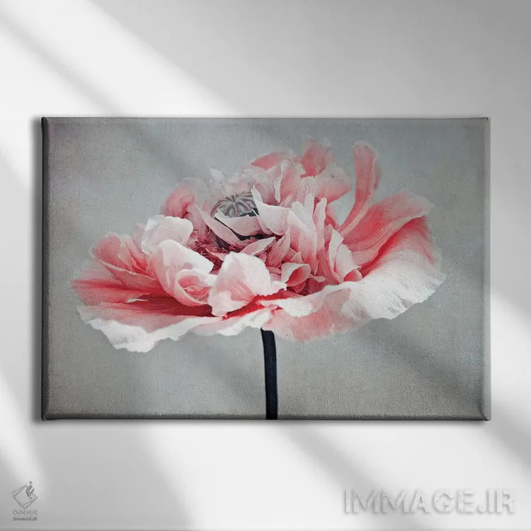 تابلو خشخاش مرجانی اثر کلودیا دروسرت - نمای روبهرو روی دیوار