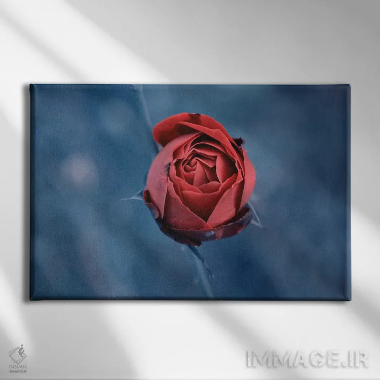 تابلو رز قرمز اثر کلودیا دروسرت - نمای روبهرو روی دیوار