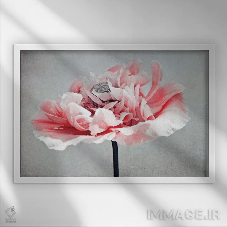 تابلو خشخاش مرجانی اثر کلودیا دروسرت - نمای قابدار سفید