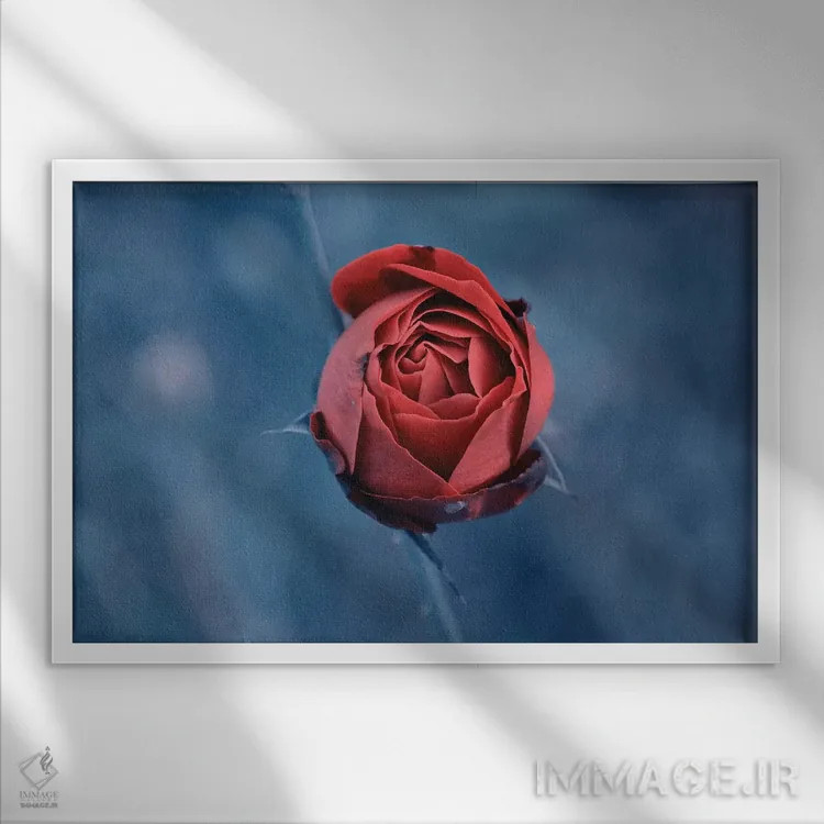 تابلو رز قرمز اثر کلودیا دروسرت - نمای قابدار سفید