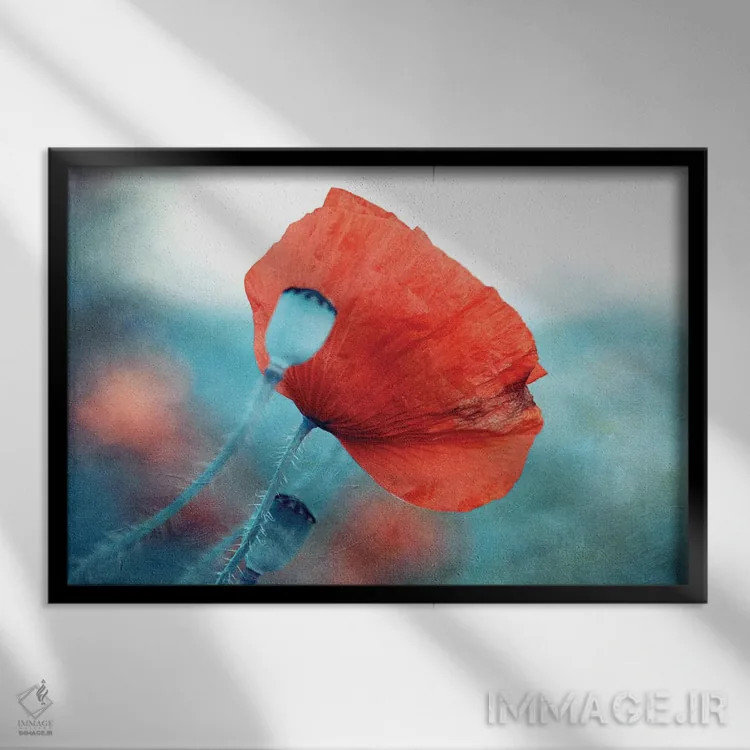 تابلو خشخاش قرمز اثر کلودیا دروسرت - نمای قابدار مشکی