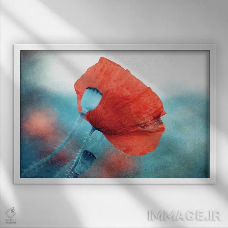 تابلو خشخاش قرمز اثر کلودیا دروسرت - نمای قابدار سفید