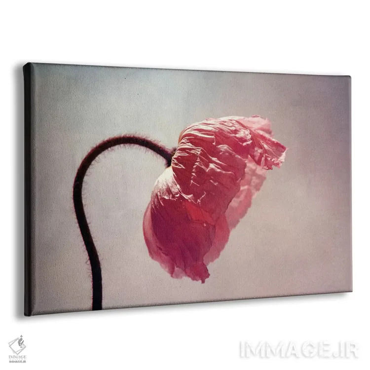 تابلو گریسی (نام خاص) اثر کلودیا دروسرت - نمای پرسپکتیو محصول