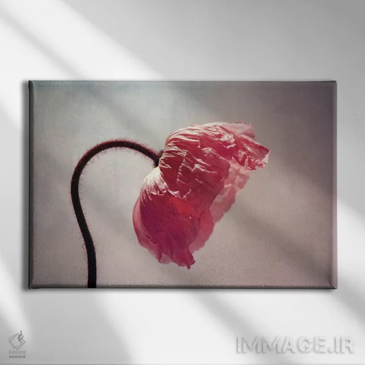 تابلو گریسی (نام خاص) اثر کلودیا دروسرت - نمای روبهرو روی دیوار