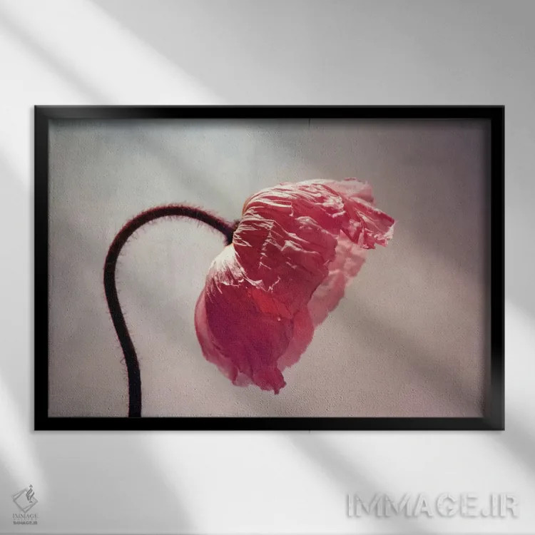 تابلو گریسی (نام خاص) اثر کلودیا دروسرت - نمای قابدار مشکی