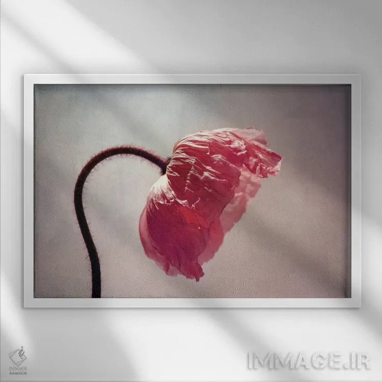 تابلو گریسی (نام خاص) اثر کلودیا دروسرت - نمای قابدار سفید