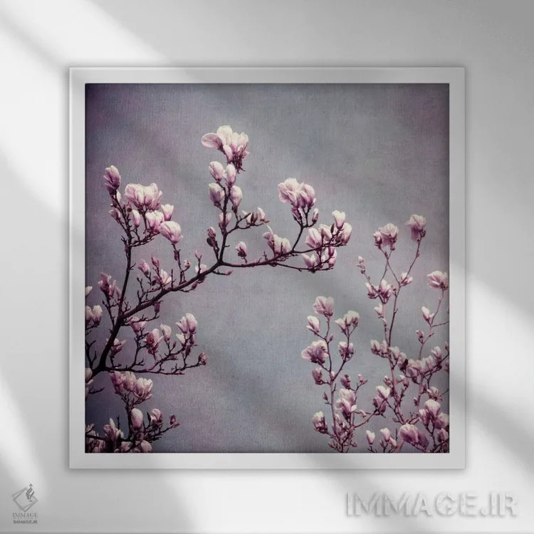 تابلو مگنولیا II اثر کلودیا دروسرت - نمای قابدار سفید