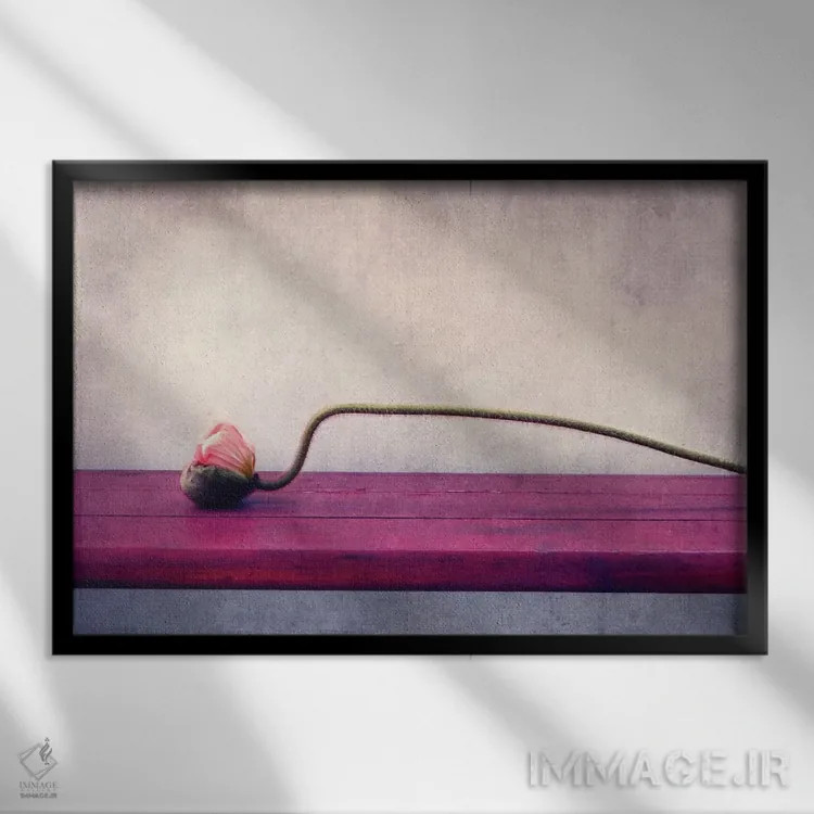 تابلو طبیعت بیجان شقایق اثر کلودیا دروسرت - نمای قابدار مشکی