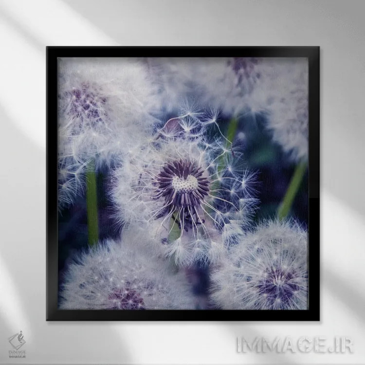 تابلو گلهای قاصدک (نام آلمانی) اثر کلودیا دروسرت - نمای قابدار مشکی