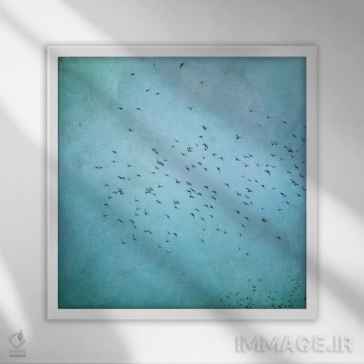 تابلو پرندگان IV اثر کلودیا دروسرت - نمای قابدار سفید