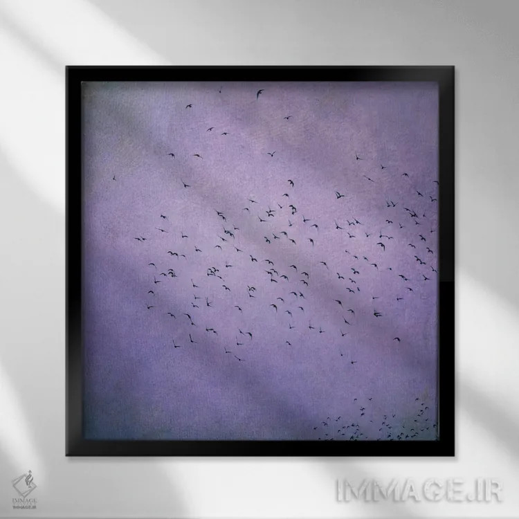 تابلو پرندگان V اثر کلودیا دروسرت - نمای قابدار مشکی