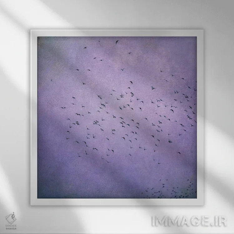 تابلو پرندگان V اثر کلودیا دروسرت - نمای قابدار سفید