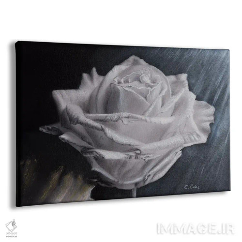 تابلو یک گل رز اثر شارلوت ادر - نمای پرسپکتیو محصول