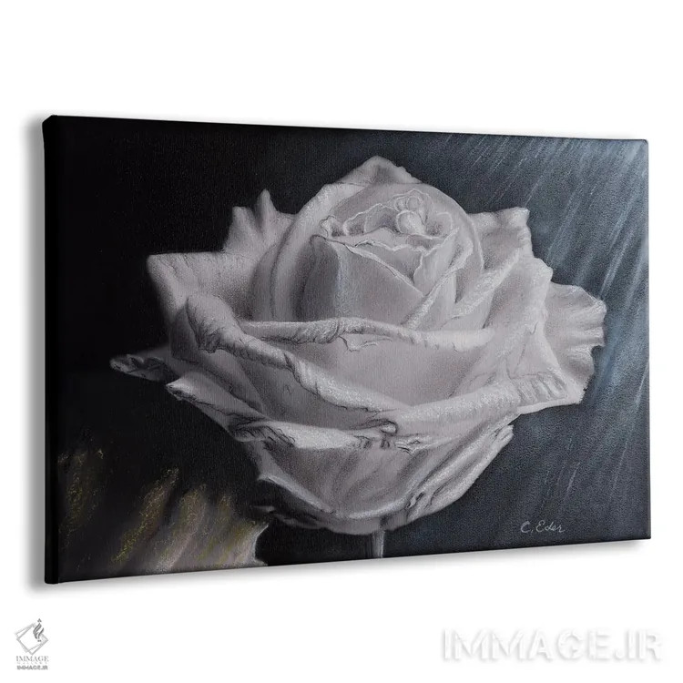 تابلو یک گل رز اثر شارلوت ادر - نمای پرسپکتیو محصول