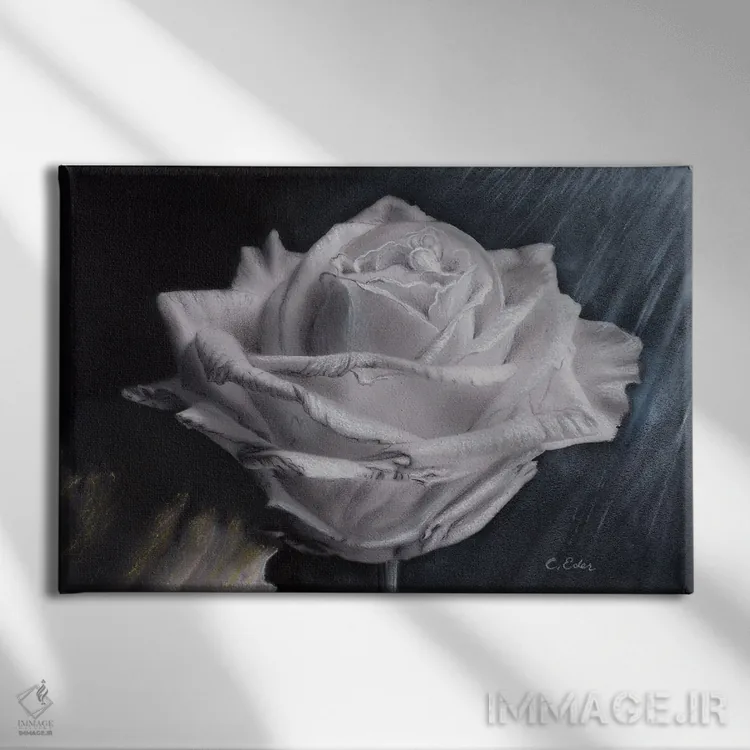 تابلو یک گل رز اثر شارلوت ادر - نمای روبهرو روی دیوار