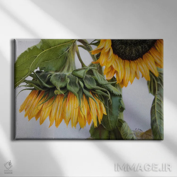 تابلو آفتابگردانهای پشیمان اثر شارلوت ادر - نمای روبهرو روی دیوار