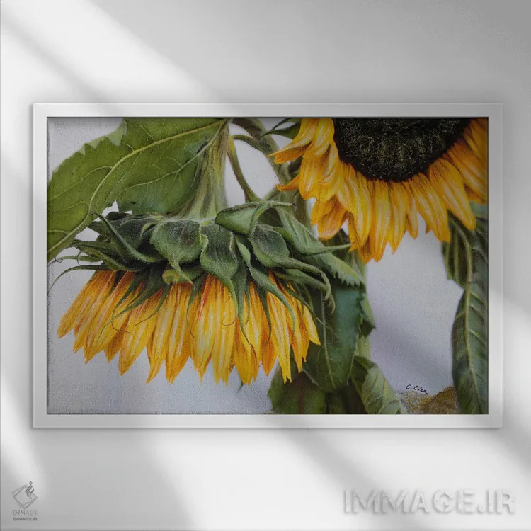 تابلو آفتابگردانهای پشیمان اثر شارلوت ادر - نمای قابدار سفید