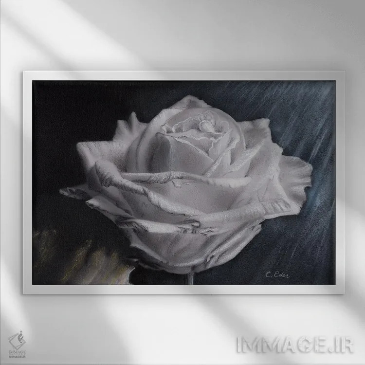 تابلو یک گل رز اثر شارلوت ادر - نمای قابدار سفید