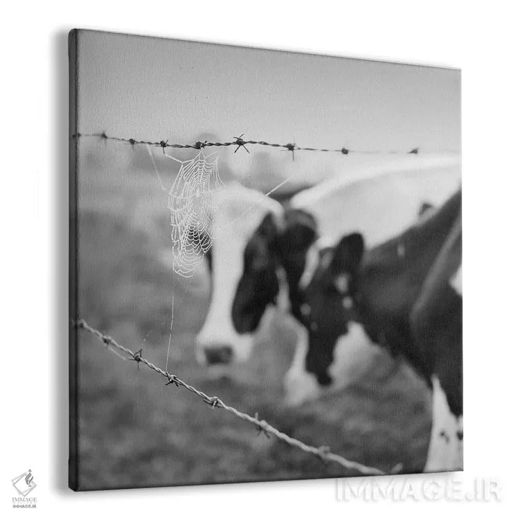 تابلو گاو هلشتاین (نژاد گاو شیری) اثر چیپ فورلی - نمای پرسپکتیو محصول