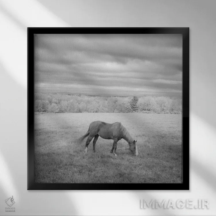 تابلو اسب تنها اثر چیپ فورلی - نمای قابدار مشکی