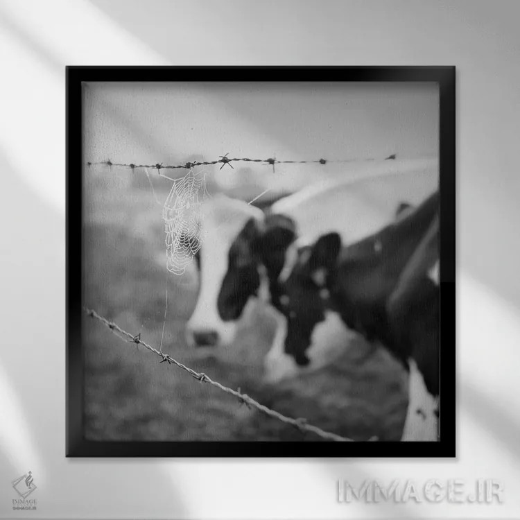 تابلو گاو هلشتاین (نژاد گاو شیری) اثر چیپ فورلی - نمای قابدار مشکی