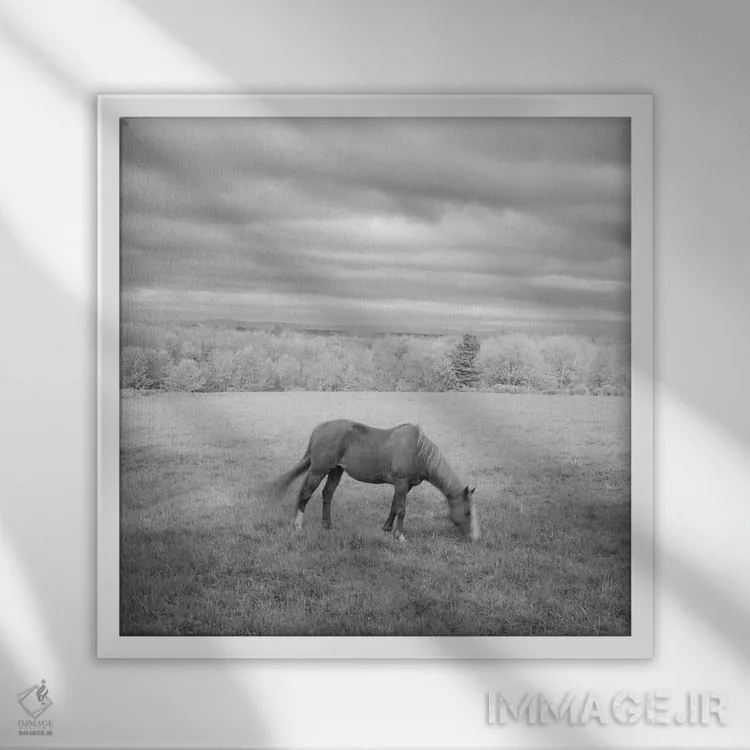 تابلو اسب تنها اثر چیپ فورلی - نمای قابدار سفید