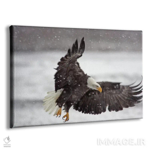 تابلو Alaska Chilkat Bald Eagle Preserve, Alaska, USA,عقاب سرسفید در طوفان برفی، منطقه حفاظتشدهٔ عقاب سرسفید چیلکت، آلاسکا، آمریکا اثر کتی و گوردون ایلگ - نمای پرسپکتیو محصول