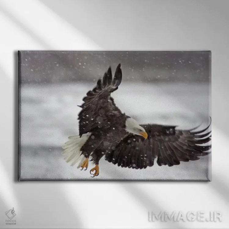تابلو Alaska Chilkat Bald Eagle Preserve, Alaska, USA,عقاب سرسفید در طوفان برفی، منطقه حفاظتشدهٔ عقاب سرسفید چیلکت، آلاسکا، آمریکا اثر کتی و گوردون ایلگ - نمای روبهرو روی دیوار