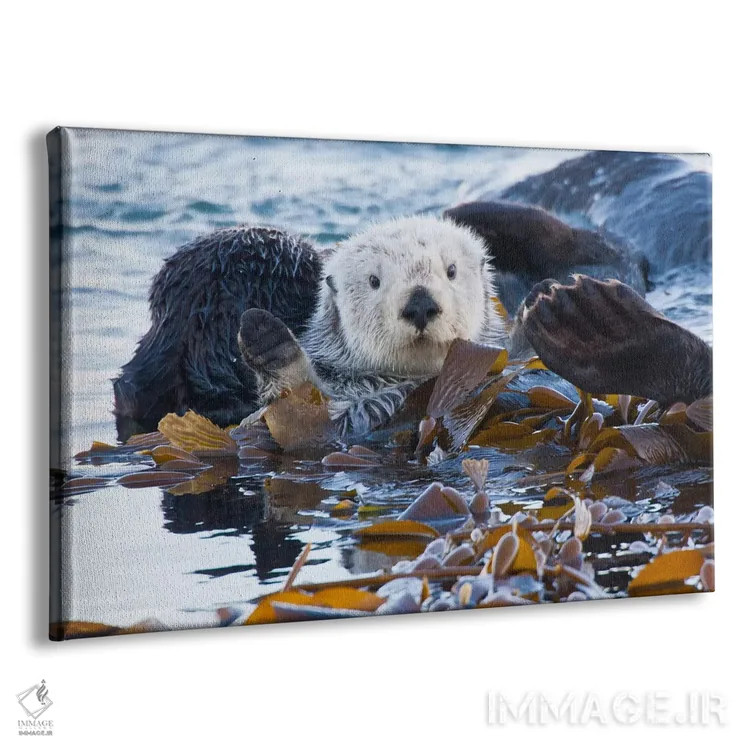 تابلو San Luis Obispo County, California, USA,شنگ دریایی پوشیده از جلبک، شهرستان سن لوئیس اوبیسپو، کالیفرنیا، آمریکا اثر کتی و گوردون ایلگ - نمای پرسپکتیو محصول