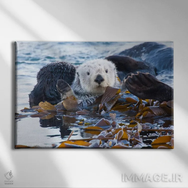 تابلو San Luis Obispo County, California, USA,شنگ دریایی پوشیده از جلبک، شهرستان سن لوئیس اوبیسپو، کالیفرنیا، آمریکا اثر کتی و گوردون ایلگ - نمای روبهرو روی دیوار