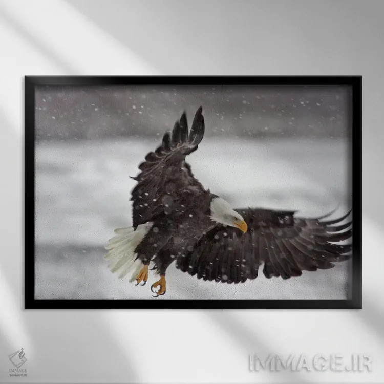 تابلو Alaska Chilkat Bald Eagle Preserve, Alaska, USA,عقاب سرسفید در طوفان برفی، منطقه حفاظتشدهٔ عقاب سرسفید چیلکت، آلاسکا، آمریکا اثر کتی و گوردون ایلگ - نمای قابدار مشکی