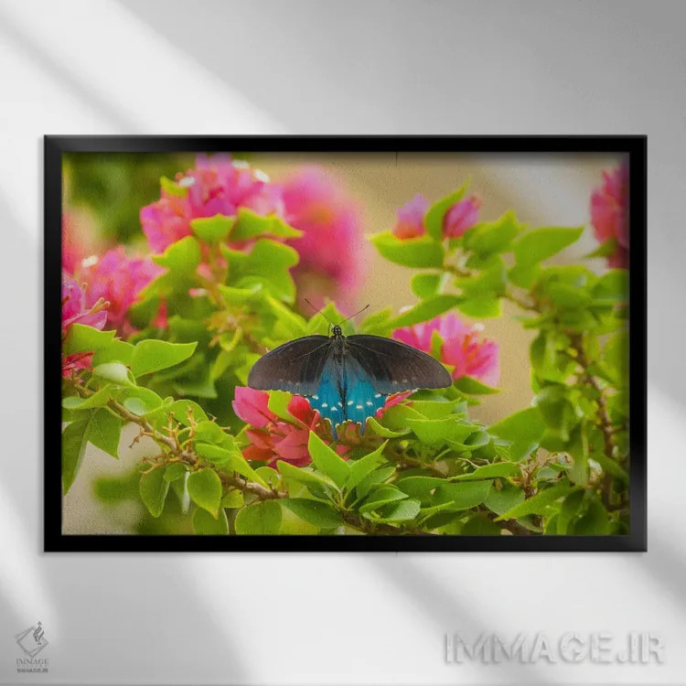 تابلو Hidalgo County, Texas, USA,پروانه پیپواین با بالهای باز، شهرستان هدالگو، تگزاس، آمریکا اثر کتی و گوردون ایلگ - نمای قابدار مشکی