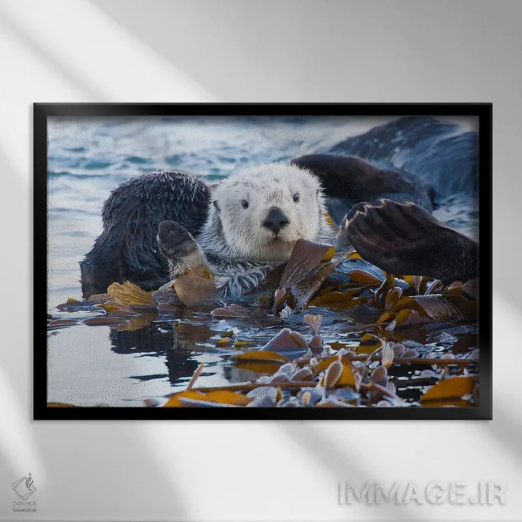 تابلو San Luis Obispo County, California, USA,شنگ دریایی پوشیده از جلبک، شهرستان سن لوئیس اوبیسپو، کالیفرنیا، آمریکا اثر کتی و گوردون ایلگ - نمای قابدار مشکی