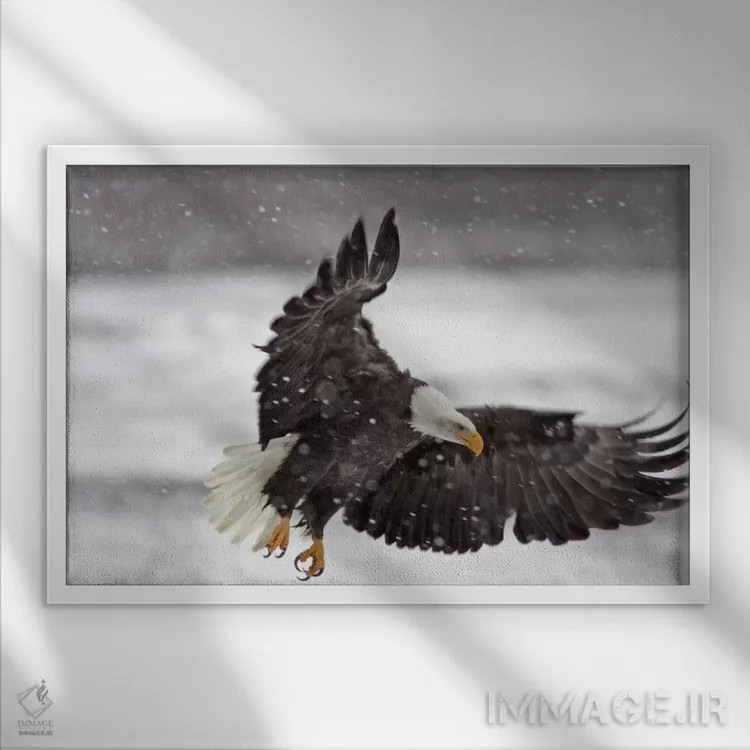 تابلو Alaska Chilkat Bald Eagle Preserve, Alaska, USA,عقاب سرسفید در طوفان برفی، منطقه حفاظتشدهٔ عقاب سرسفید چیلکت، آلاسکا، آمریکا اثر کتی و گوردون ایلگ - نمای قابدار سفید