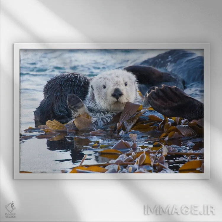 تابلو San Luis Obispo County, California, USA,شنگ دریایی پوشیده از جلبک، شهرستان سن لوئیس اوبیسپو، کالیفرنیا، آمریکا اثر کتی و گوردون ایلگ - نمای قابدار سفید